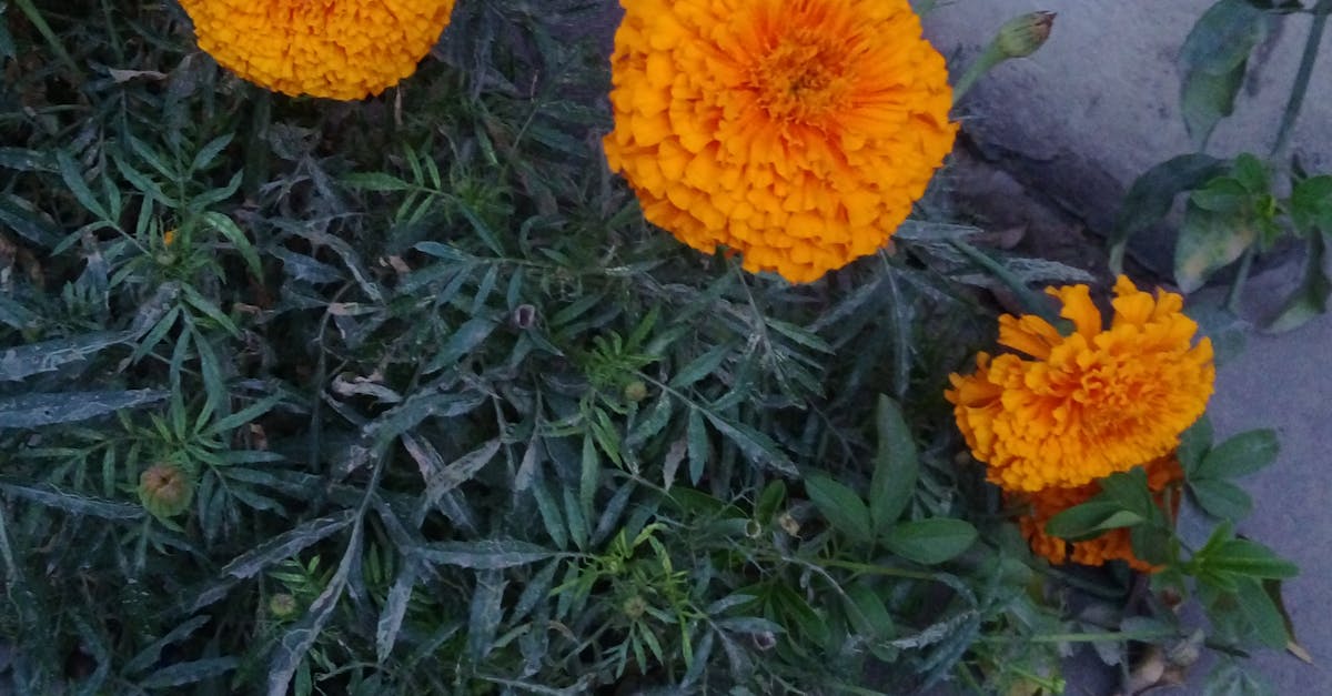 Free stock photo of beautiful flowers, marigold