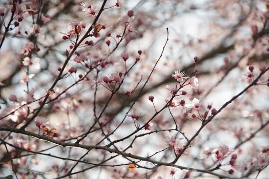 春天，樱花盛开，粉红色的花瓣精致地缀满枝头