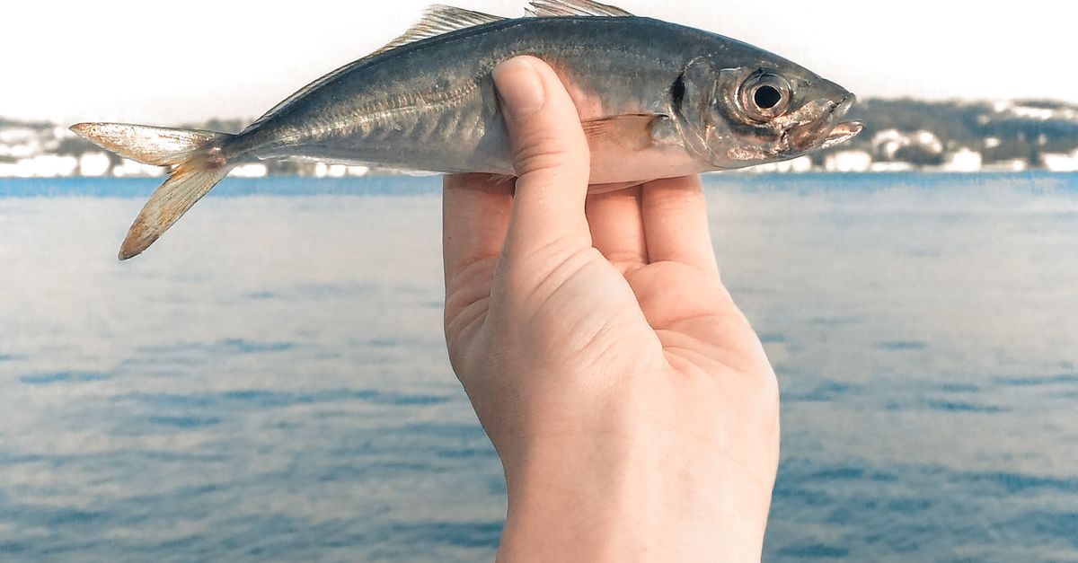 Cropped Image Fish Crop person showing fresh fish near sea · Free Stock Photo