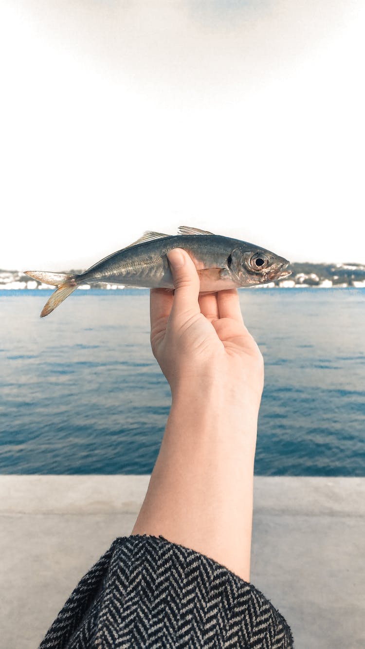 Crop Person Showing Fresh Fish Near Sea