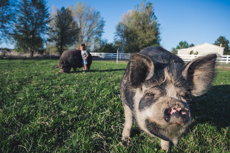 Pig With Dirty Muzzle In Grass Pasture