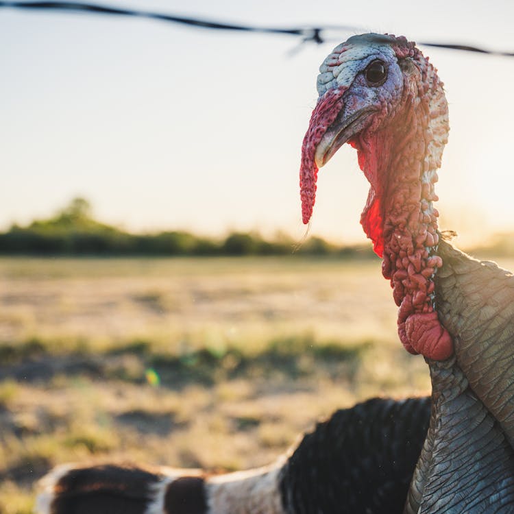 Attentive Wild Turkey On Grass Meadow In Zoo