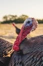 Wild turkey with bright neck on lawn in zoological garden