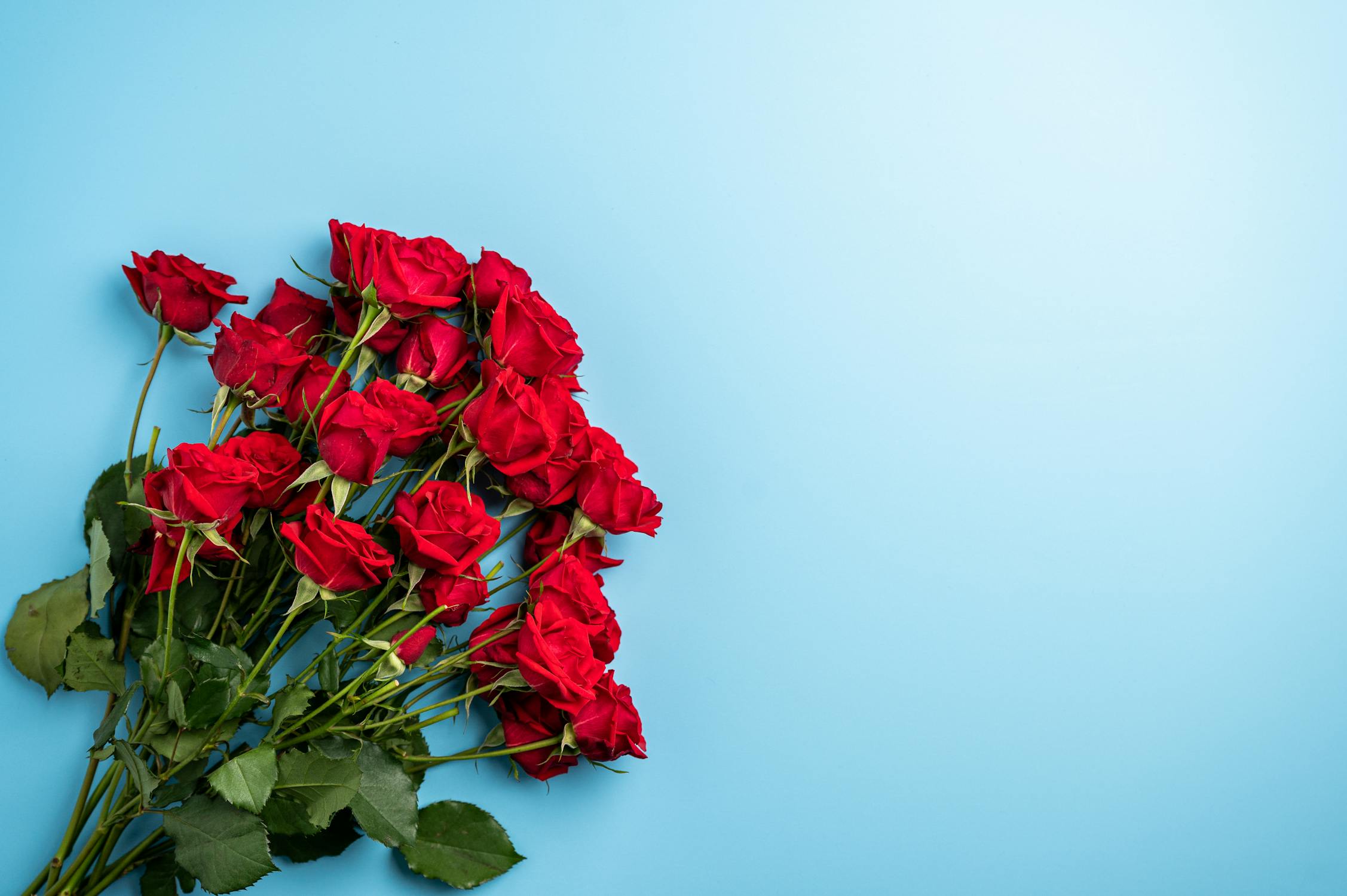 Colorful red rose bouquet on blue background · Free Stock Photo