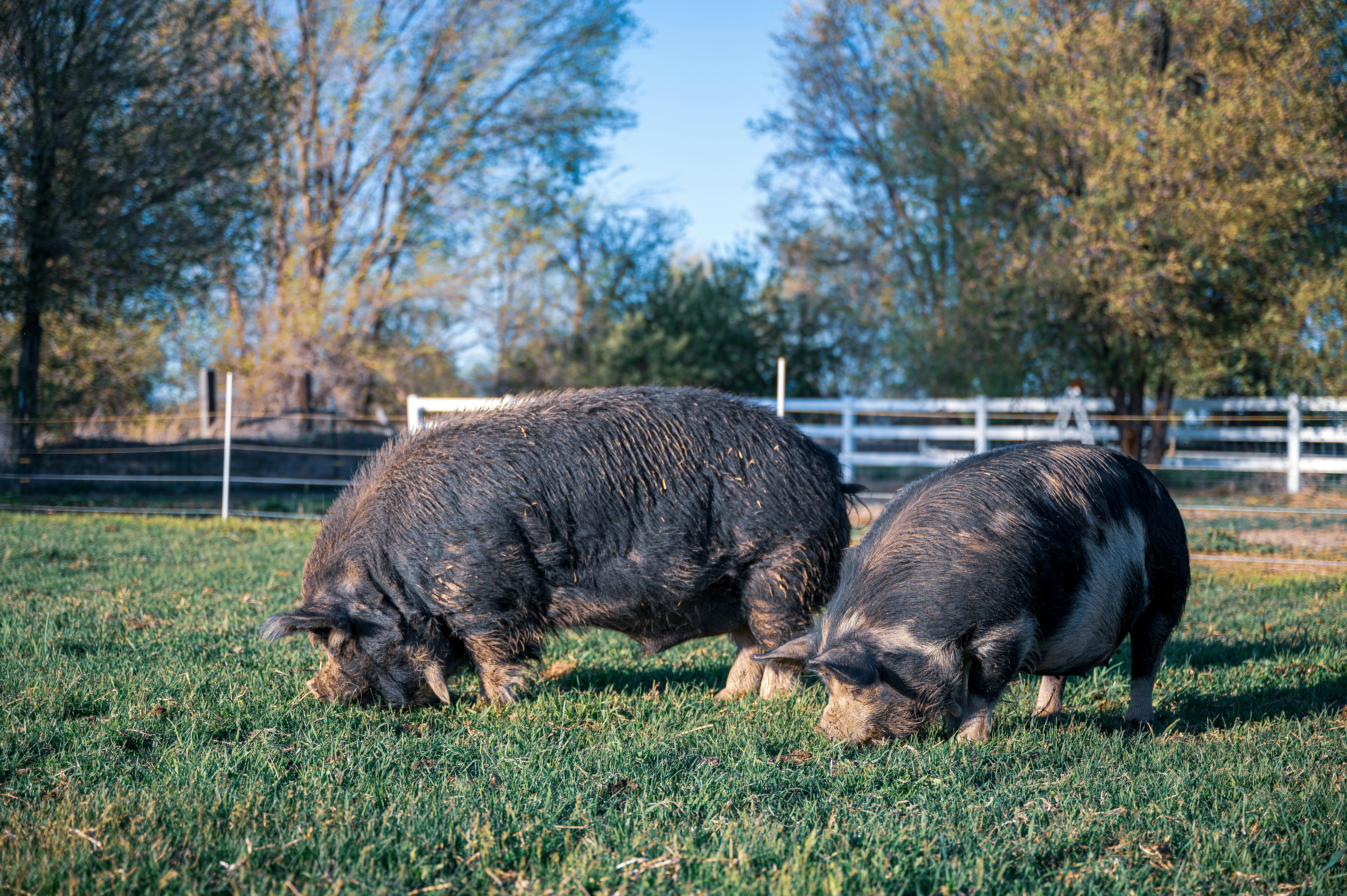 Pigs eating grass in pasture on farm · Free Stock Photo
