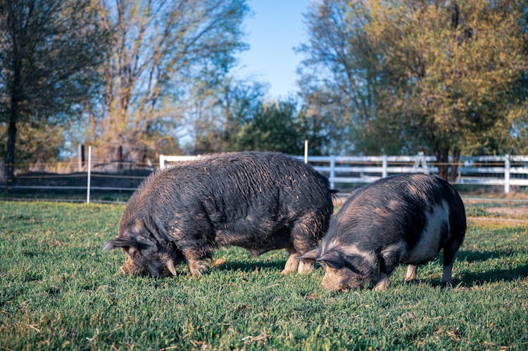 Pigs Eating Grass In Pasture On Farm