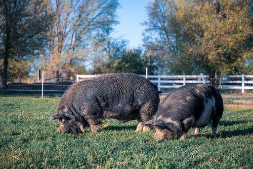 Free Big domestic pigs with gray fur feeding green grass on fenced meadow behind trees in summer Stock Photo