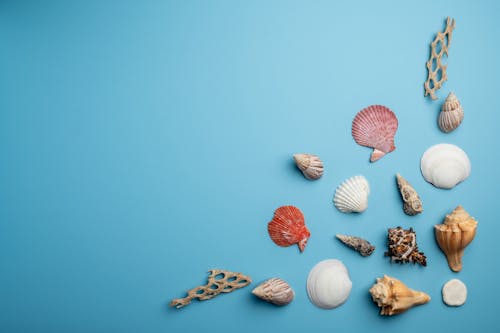 Sea shells and corals on blue background