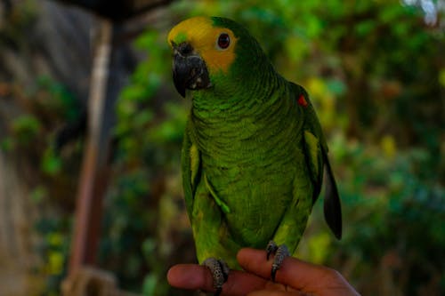 Foto profissional grátis de animais, papagaio