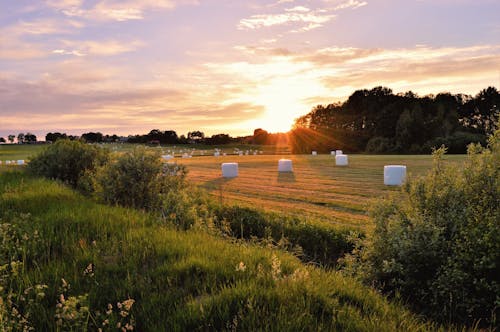 乾草, 夏天, 天性 的 免费素材图片
