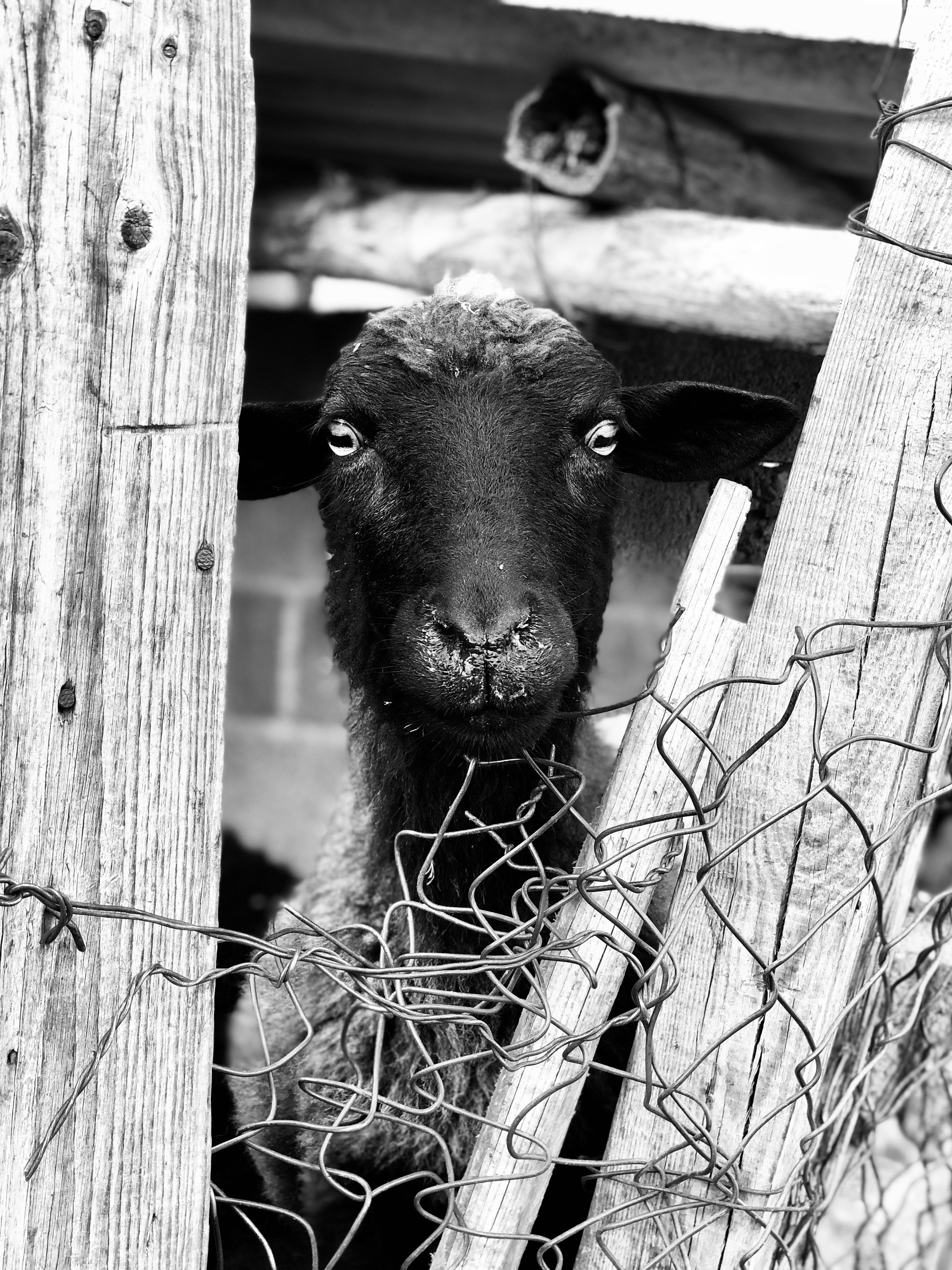 Black and white of focused sheep with thick wool looking at camera from wooden stall with metal grid fence