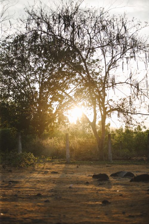 Free Scenery low angle view of high trees growing on meadow under sky with glowing sun at sunrise Stock Photo