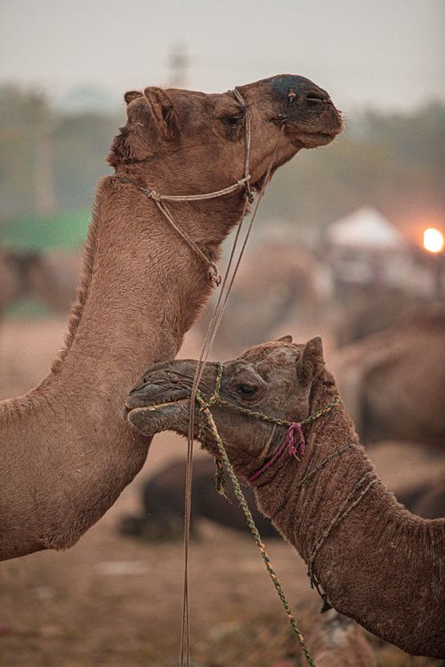 Free Close-up of camels at the Pushkar Camel Fair, showcasing the vibrant culture of Rajasthan. Stock Photo
