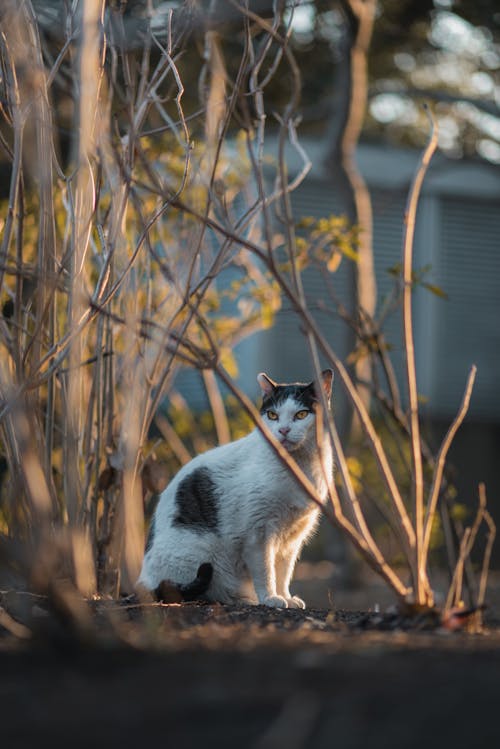 Focused white cat with black spots on fur looking away while sitting near leafless tree and looking away in fall on street in back lit