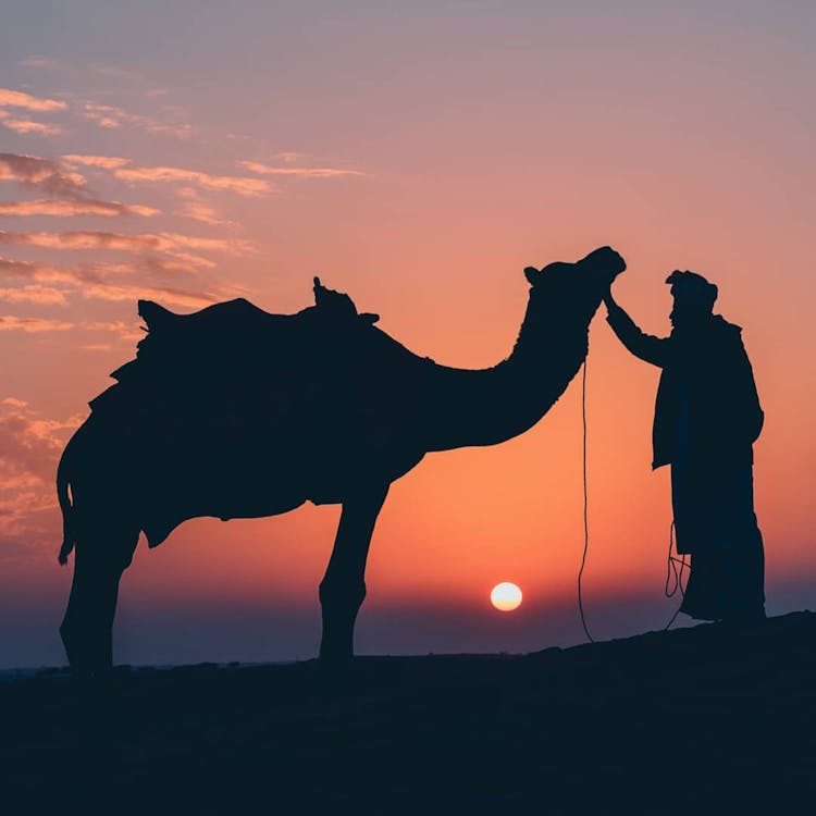 Silhouettes Of Unrecognizable Arabic Man With Camel At Sunset