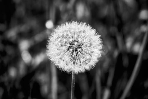 Gratis lagerfoto af blume, gras, pusteblume