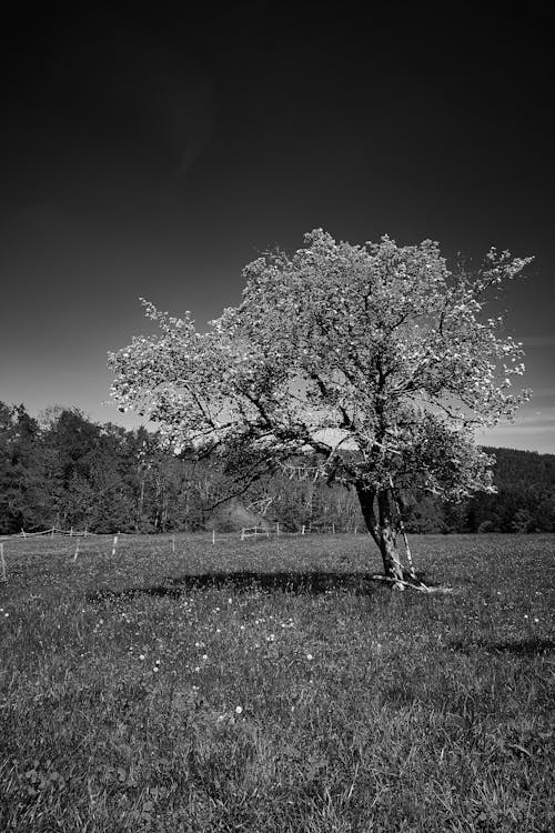 Free stock photo of baum, frühling, himmel