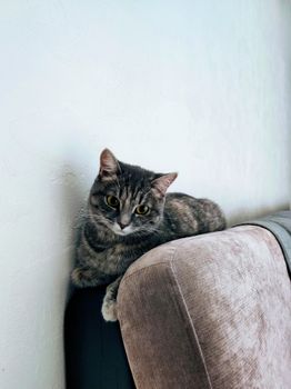 cat photo