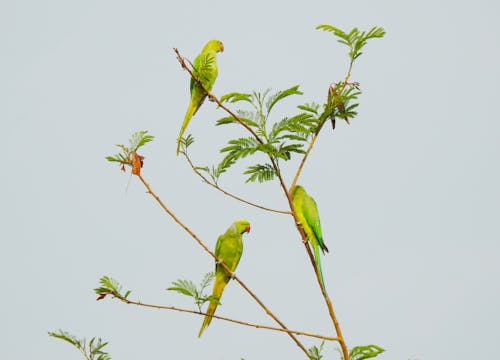Green Birds Perched on Tree Branches