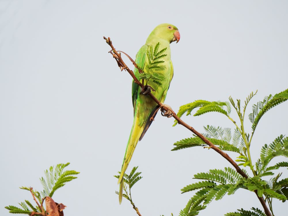 A Parakeet Perched on a Branch 