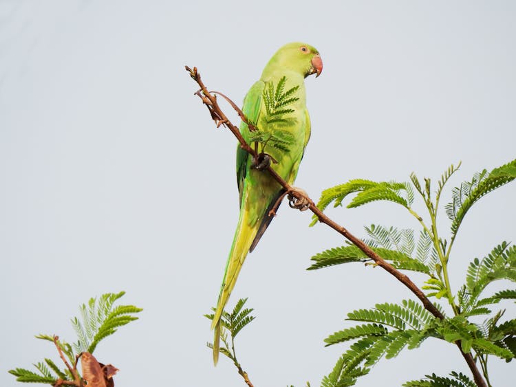 Green Bird On Brown Tree Branch