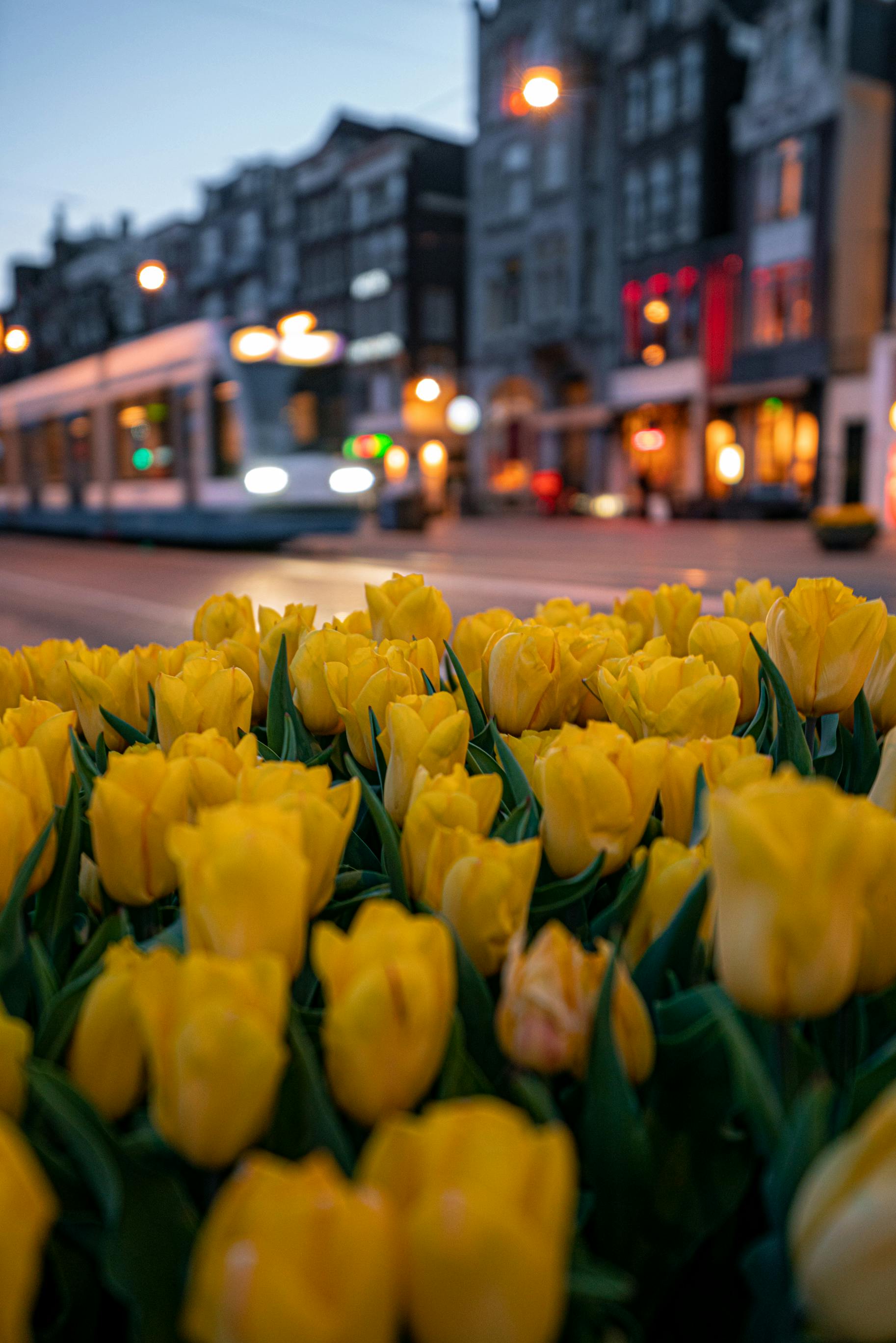 Yellow Tulips in Front of a City during Night Time · Free Stock Photo