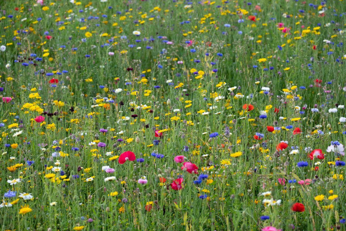 Jardin paysager avec prairie fleurie et arbres