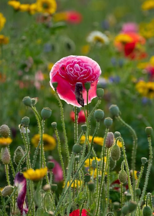 Immagine gratuita di ambiente, armonia, aroma