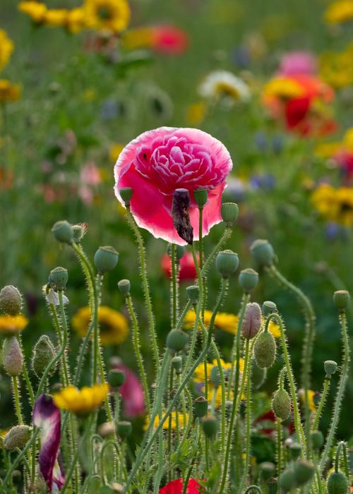 Free From above of colorful blossoming flowers with delicate petals growing on thin stems in field in summer Stock Photo