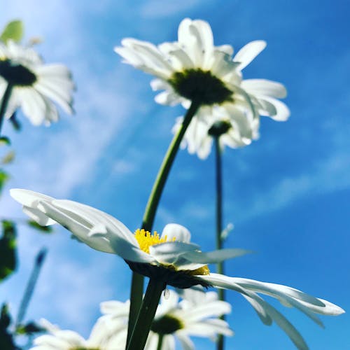 Foto d'estoc gratuïta de bellesa de la natura, flor, flor d'estiu