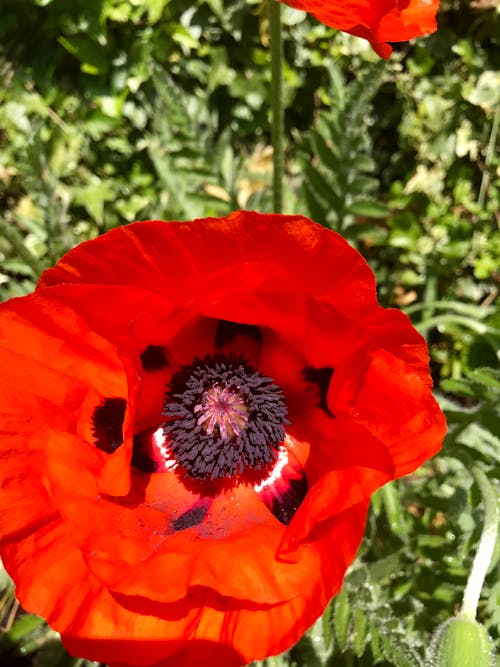 Free stock photo of poppy flower, red flower, summer flower