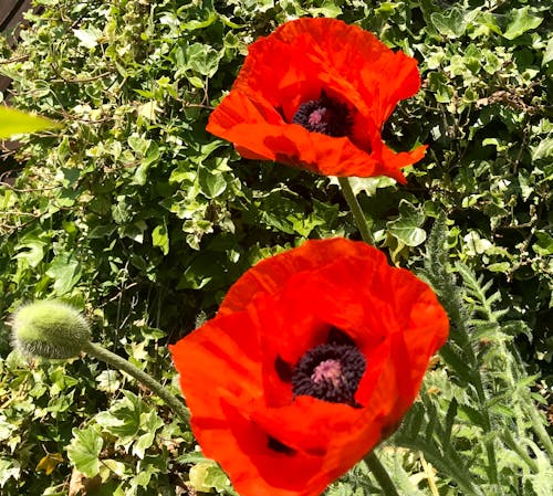 Foto d'estoc gratuïta de bellesa a la natura, flors vermelles, rosella vermella