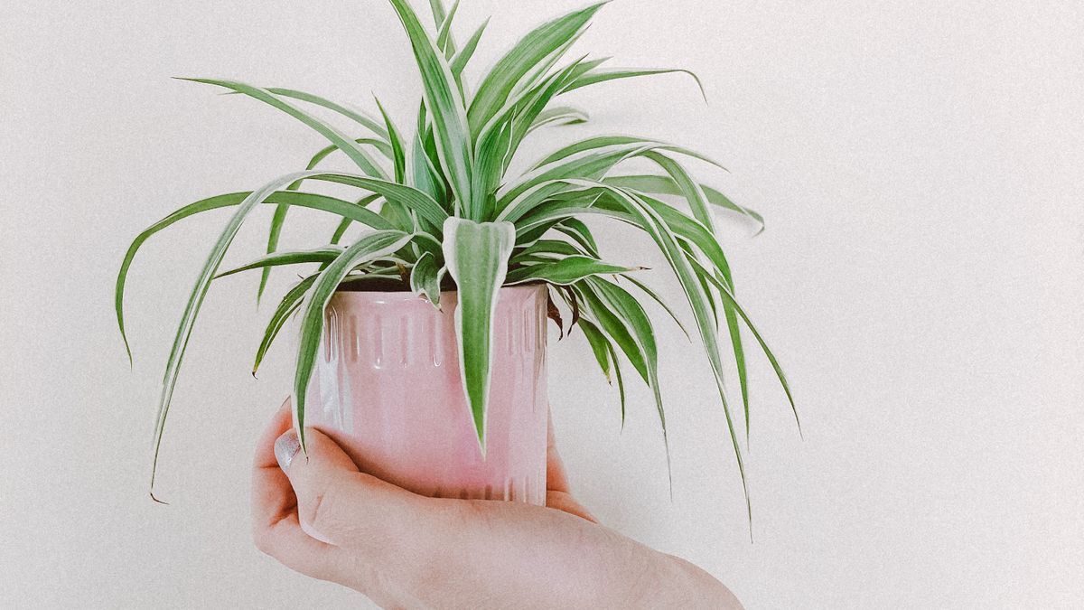 Les meilleures plantes dintérieur pour purifier lair en 2026