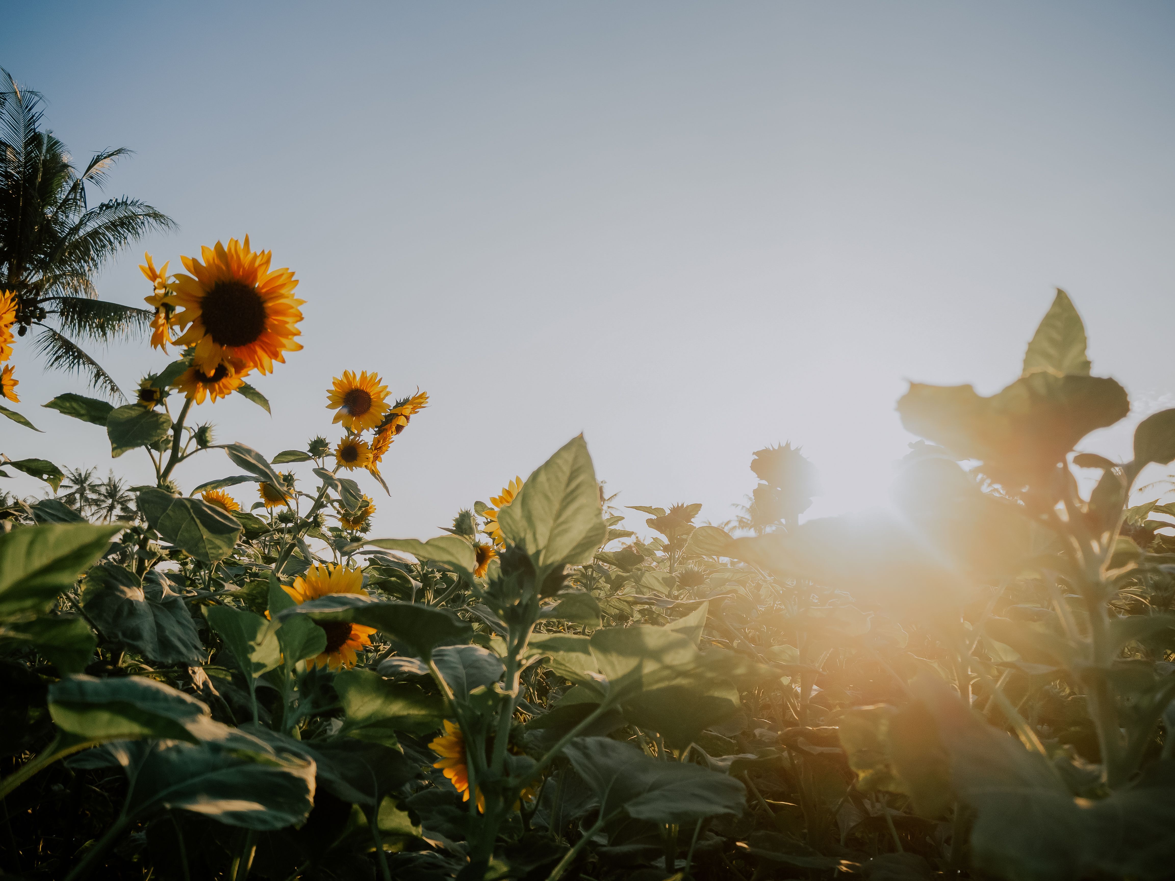 A serene sunflower field bathed in warm sunlight under a clear blue sky.