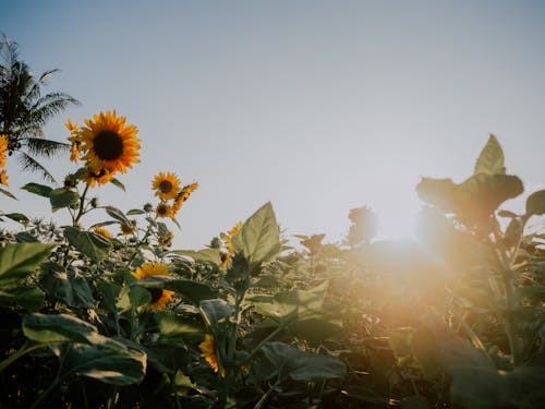 A Sunflower Field Under the Clear Sky