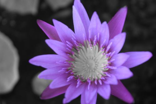 Free stock photo of nil manel flower Stock Photo