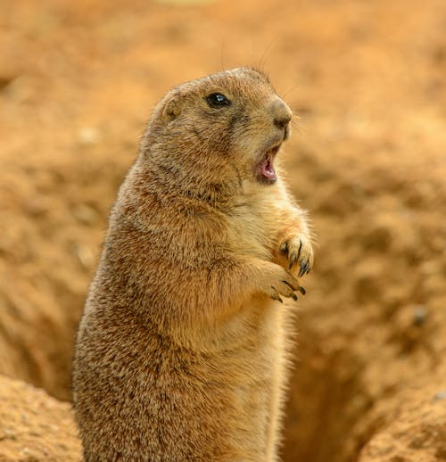 Adorable prairie dog with open mouth in zoo