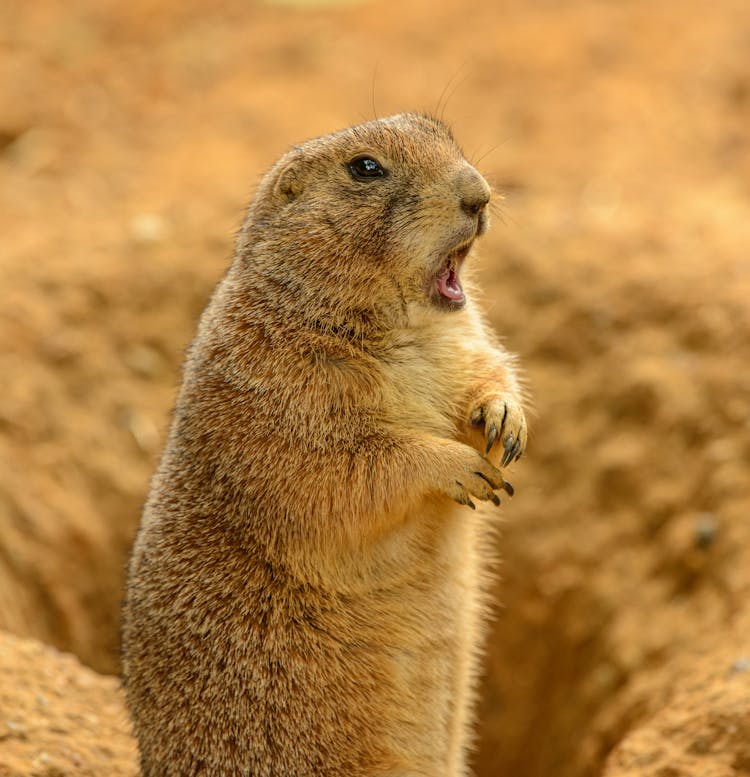 Adorable Prairie Dog With Open Mouth In Zoo