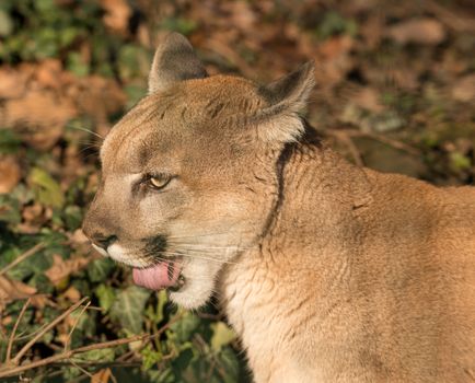 Portrait of a puma licking its lips, captured in natural sunlight.