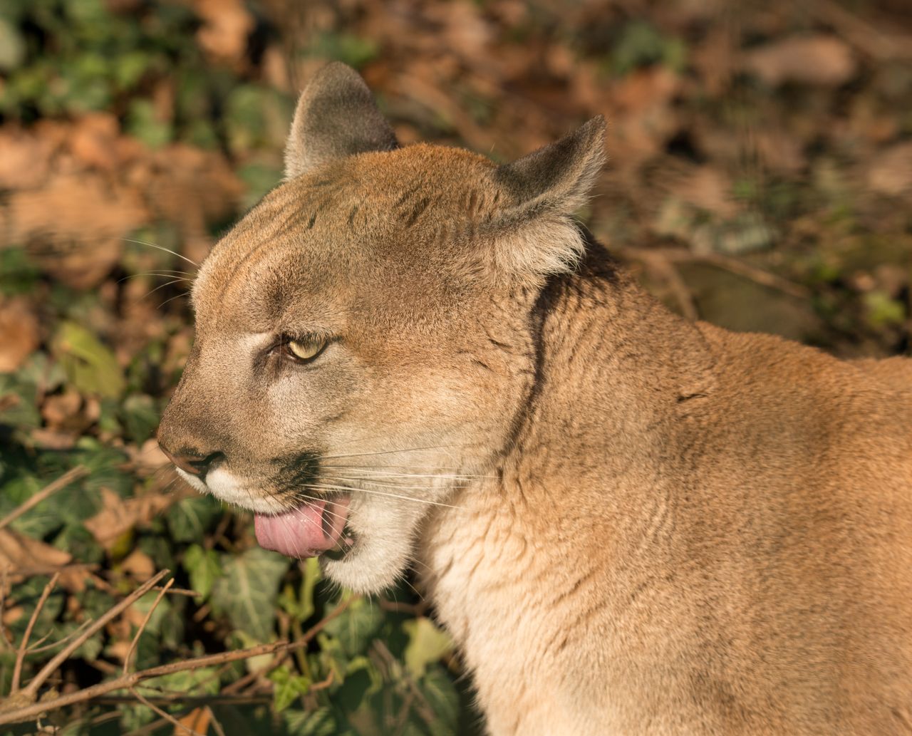 portrait of a puma licking its lips captured in natural sunlight