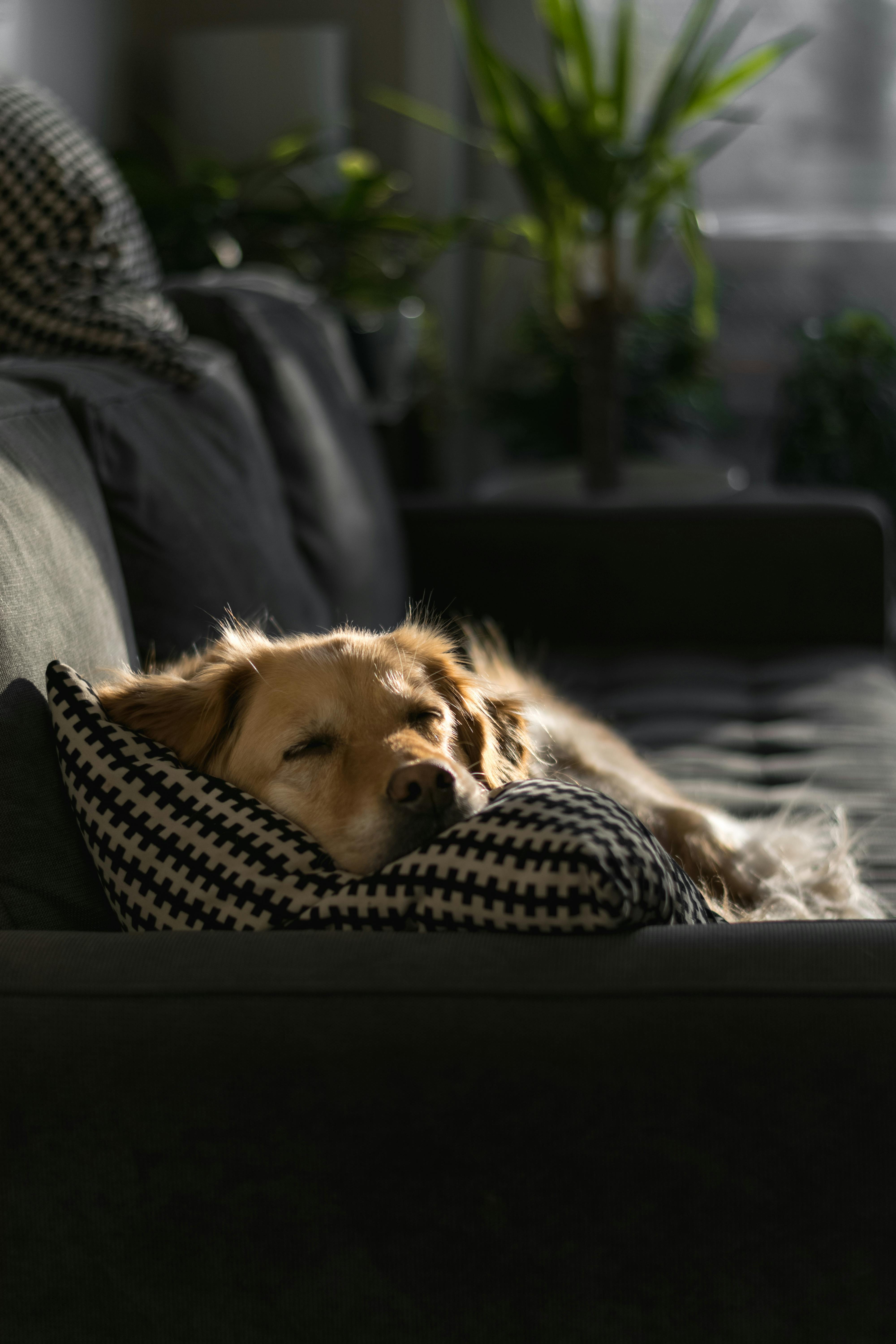 photo of brown dog lying on throw pillow