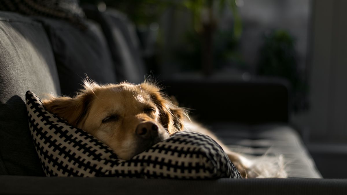 A dog asleep on a patterned cushion on a sofa in the sunlight, at home in pet-friendly accommodation in Gloucester