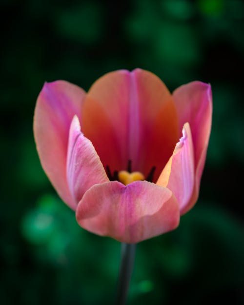 Free Pink Tulip in Bloom Stock Photo