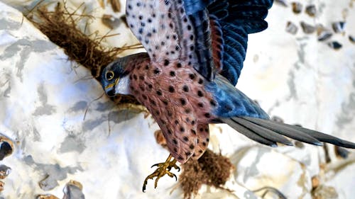免費 藍色和棕色鳥在岩石附近 圖庫相片