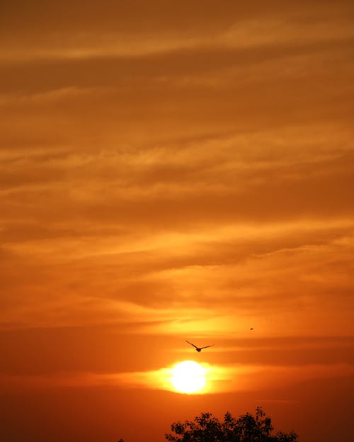 Silhouette of bird flying in sky at sundown