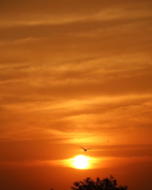 Free Picturesque view of golden sunset and bird silhouette flying in cloudy sky over bright orange sun Stock Photo