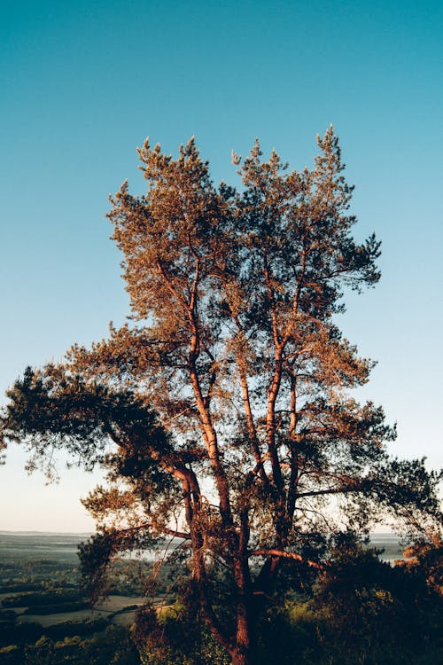 açık mavi gökyüzü, ağaçlar, arazi içeren Ücretsiz stok fotoğraf