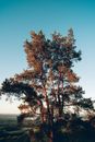 Brown Tree Under Blue Sky