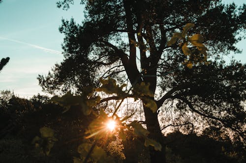 Free stock photo of blue sky, dorking, green plants