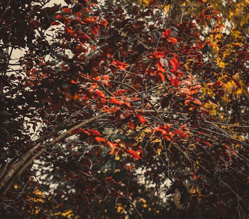 Kostnadsfri bild av autunno, colore autunnale, foglia
